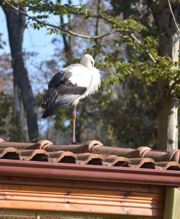 Göç yolundaki leylekler bu evde şifa buluyor