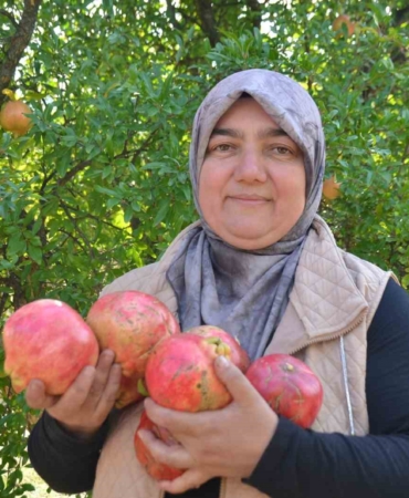 İnhisar’ın ünlü ’Deve dişi’ narında bu yıl verim yüksek