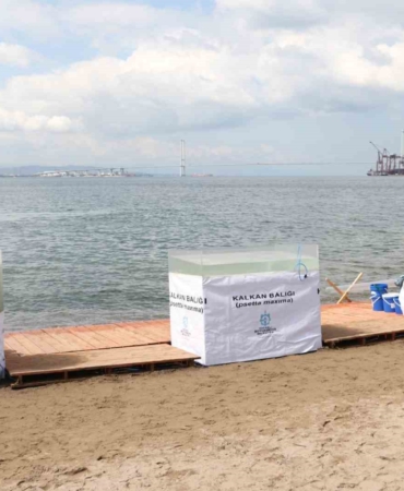 İzmit Körfezi’ne 6 bin balık daha salınacak