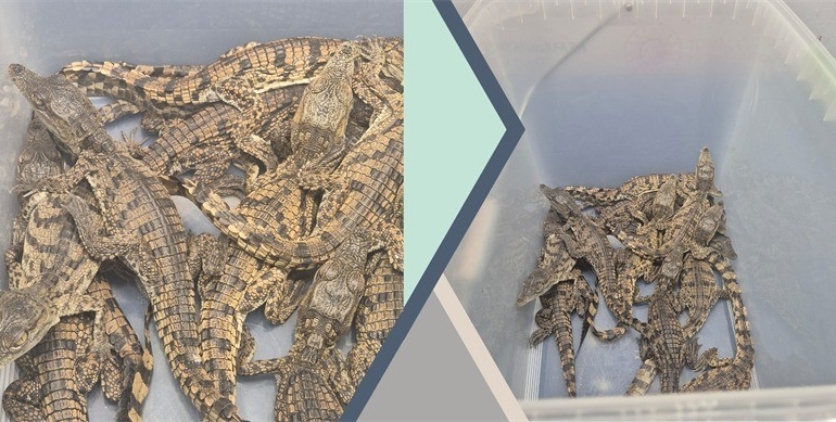 Kaçak yollarla Türkiye’ye getirilen timsahlara el konuldu