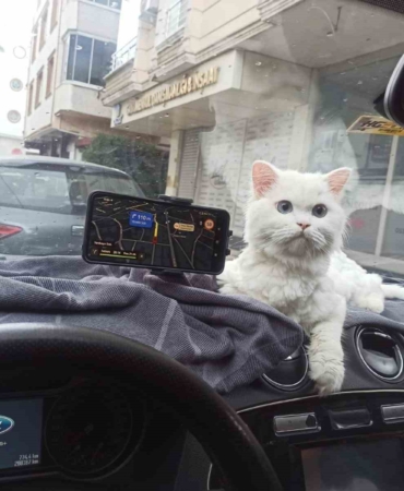 Kapısı 10 saniye açık unutulan binadaki kedinin çalındığı anlar kamerada