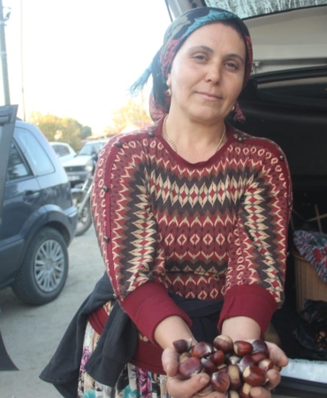 Kaz Dağları’nda kestane sezonu başladı