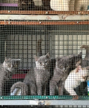 Kırklareli’nde kaçak hayvan operasyonu: 1 milyon 241 bin 973 lira ceza