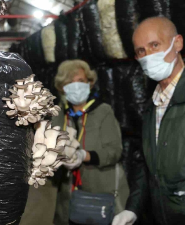 Körfez’in çınarları mantar topladı