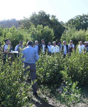 Köylüler bilinçsiz defne üretimi konusunda bilgilendirildi