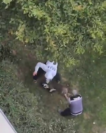 Maltepe’de pitbull saldırdığı kediyi parçaladı