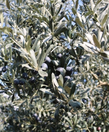 Marmarabirlik yeni bir rekora koşuyor