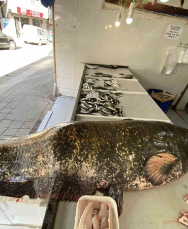 Meriç Nehri’nde dev yayın balığı yakalandı