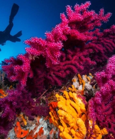 Milli Sporcu Şahika Ercümen, Ayvalık’ta dalış yaparak kırmızı mercanları tanıtacak