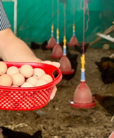 Sağlıklı yumurtalar sofraları süsleyecek