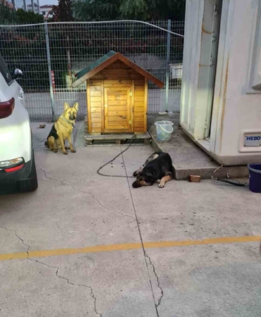 Sancaktepe’de lise öğrencisi köpek saldırısından son anda kurtuldu