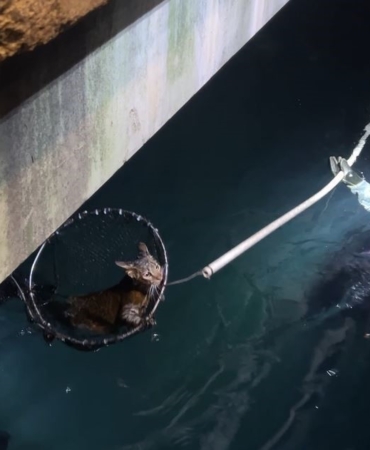 Sarıyer’de denize düşen kediyi kurtarma operasyonu