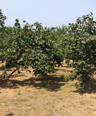 SUBÜ’de Verim ve kaliteyi artıracak fındık çeşitleri belirlendi