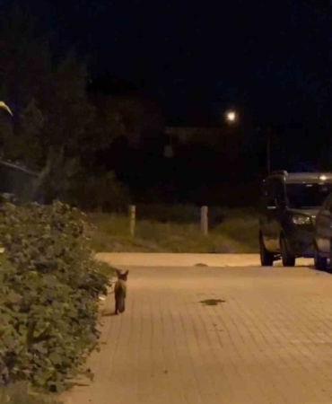 Tekirdağ’da şehir merkezinde dolaşan tilki şaşırttı