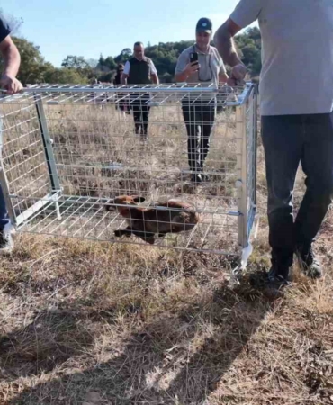 Tekirdağ’da yaralı tilki tedavi edilip doğaya bırakıldı