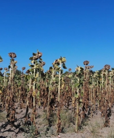 Trakya’da kuraklık ayçiçeğini vurdu