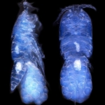 Türk bilim insanları Antarktika’da canlı türü keşfetti