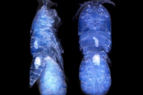 Türk bilim insanları Antarktika’da canlı türü keşfetti