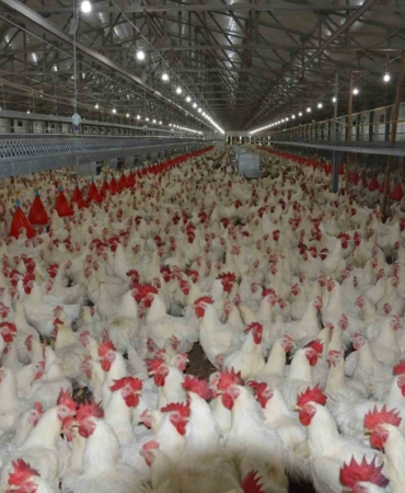 Türkiye’de kişi başına yılda 150 yumurta düşüyor