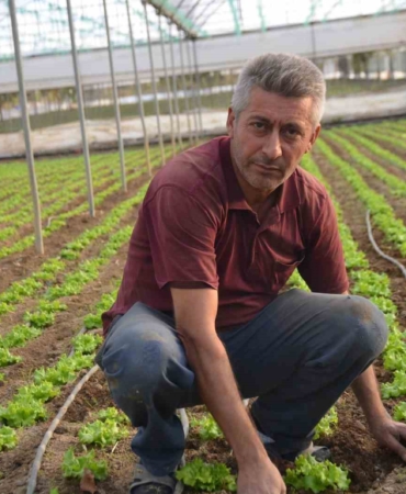 Türkiye’nin marul ihtiyacının 5’te 1’i ’Marmara’nın küçük Antalya’sından karşılanıyor