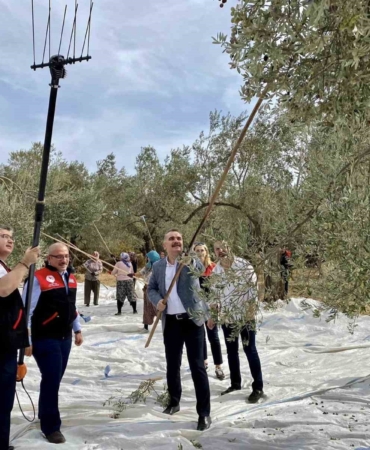 Vatandaş ile birlikte zeytin hasadı yaptılar