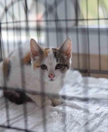 Yıldırım’da can dostlar emin ellerde