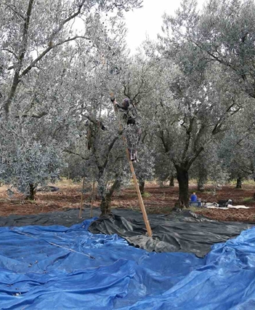 Zeytin bol piyasalar beklemede...