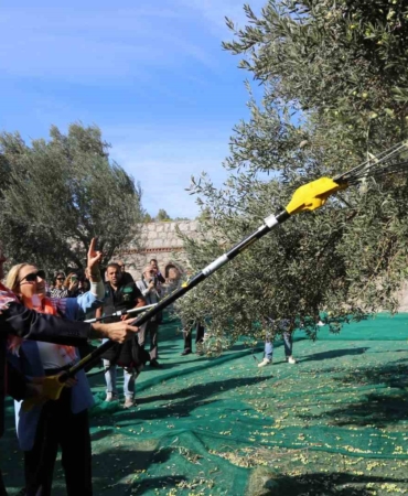 19. Ayvalık Uluslararası Zeytin Hasat Festivali’nde ilk hasat Barbun’un Çiftliği’nde gerçekleşti
