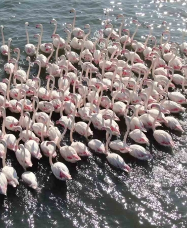 Allı turnalar İzmit Körfezi’nde mutlu hissediyor