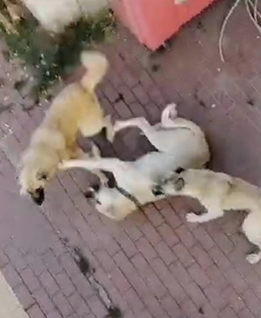 Bilecik’te vatandaşlar sahipsiz köpek korkusundan sokağa çıkamıyor
