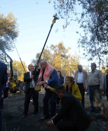 Bin yıllık zeytin ağacından hasat yapıldı