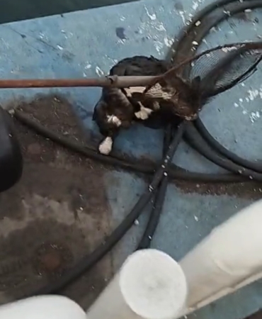 Denize düşen kedi, balıkçı kepçesiyle kurtarıldı