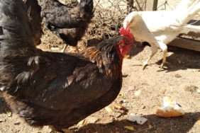 Tavuklarınızın ibik, sakal ve bacaklarında mor renk varsa dikkat