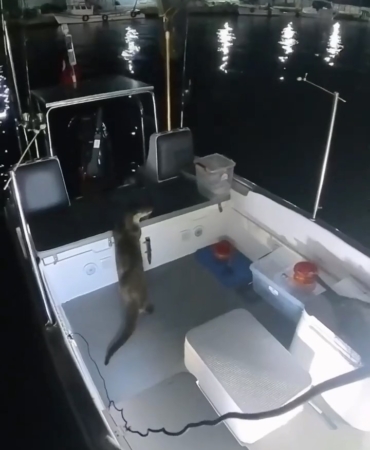 Tekneden balık çalan su samuru kameraya yakalandı