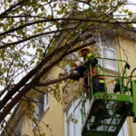 Maltepe’de ağaçların budanmasına başlandı
