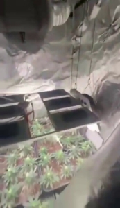 Sultanbeyli’de uyuşturucu operasyonu: Evi seraya dönüştürmüşler