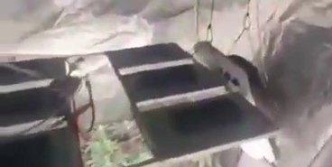 Sultanbeyli’de uyuşturucu operasyonu: Evi seraya dönüştürmüşler