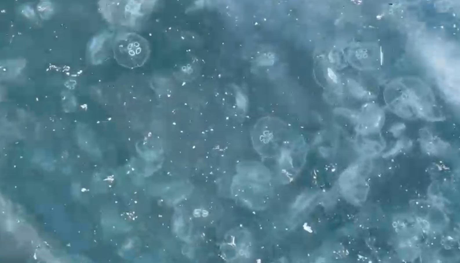 Beşiktaş’ta sahil denizanalarıyla kaplandı