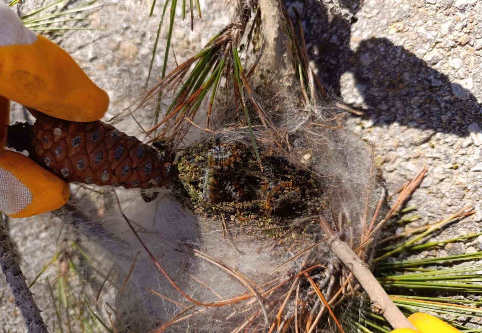 Bozcaada’da orman canlılarıyla mücadele devam ediyor