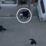 Elinde torpil patlayan çocuk ağır yaralandı
