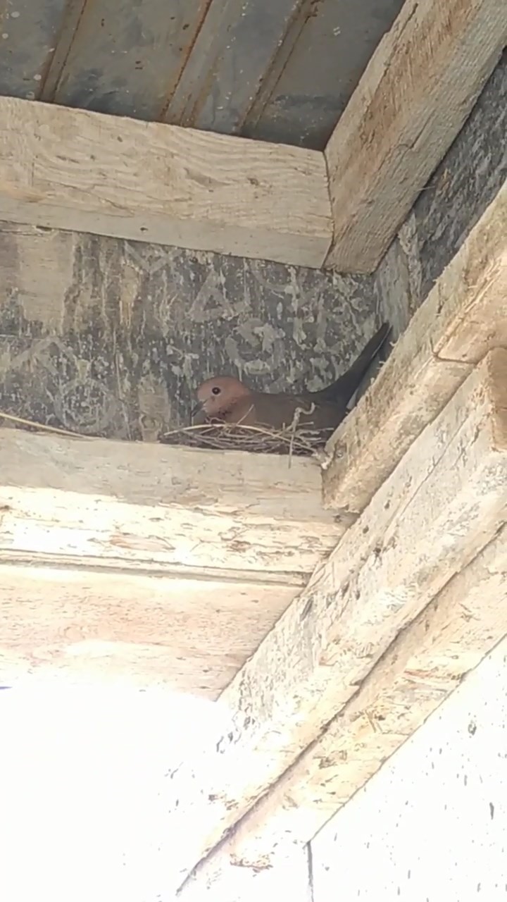Kuş yuva yaptı, inşaat durdu