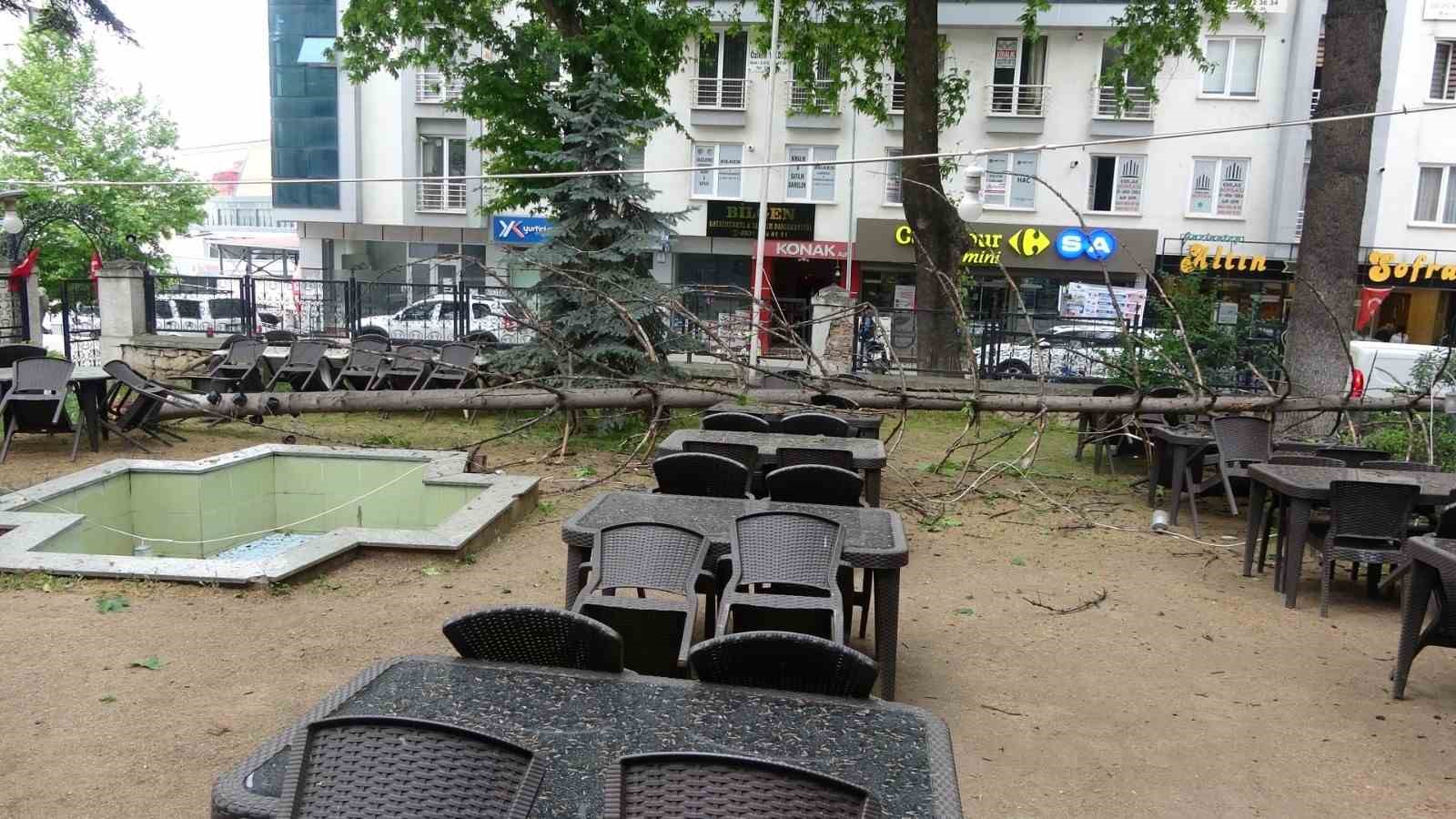 Bilecik’te çay bahçesinde bulunan dev ağaç devrildi