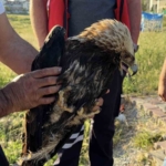 Arnavutköy’de çayırlık alanda yaralı kartal bulundu