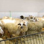 Şişli’de kurban satış ve kesim yerleri denetlendi