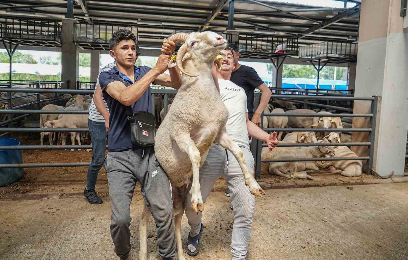 Kurban pazarının gözdesi...4 boynuzlu koçu görenler şaşırıyor