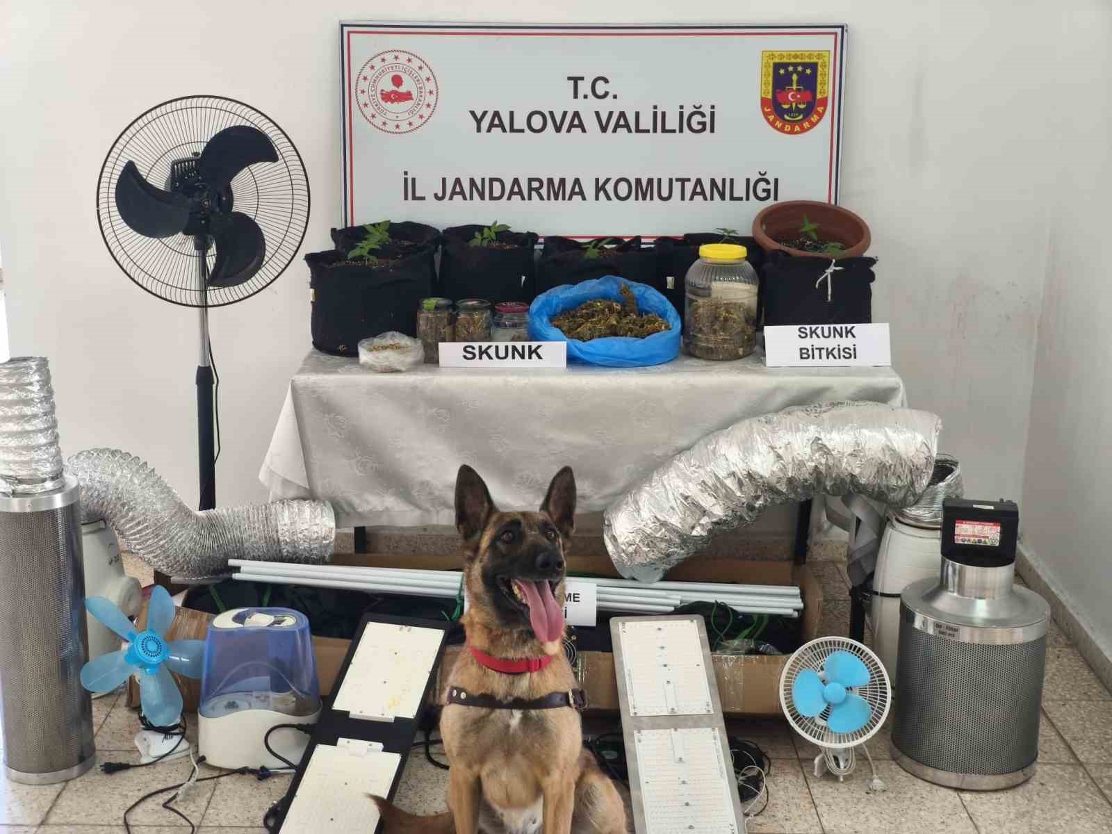 Yalova’da evini uyuşturucu serasına çeviren zanlı yakalandı