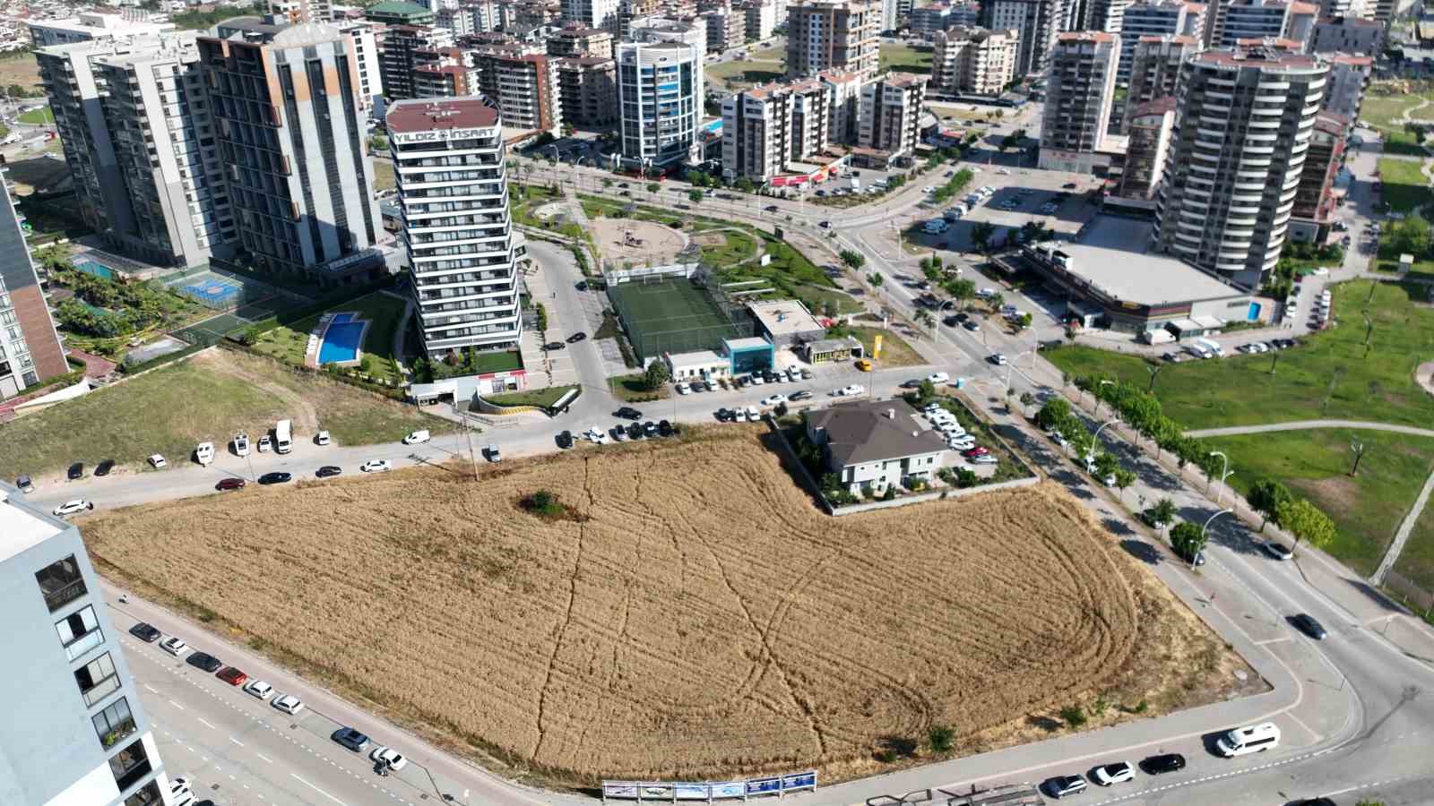 Milyon dolarlık lüks gökdelenlerin ortasında buğday hasadı