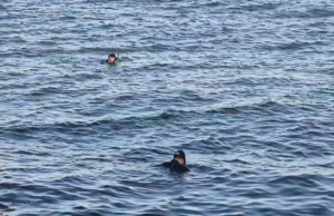 Avcılar’da denizde ceset ihbarı asılsız çıktı