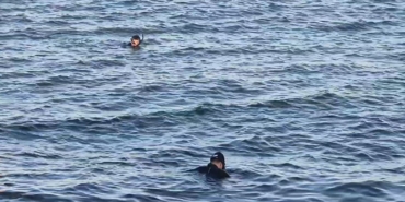 Avcılar’da denizde ceset ihbarı asılsız çıktı