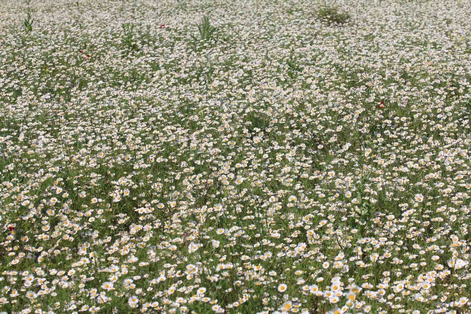 TİGEM’in meraları papatya tarlasına dönüştü